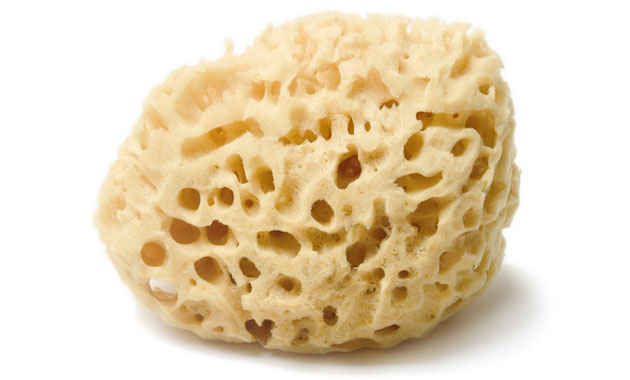 Natural sea sponges collection