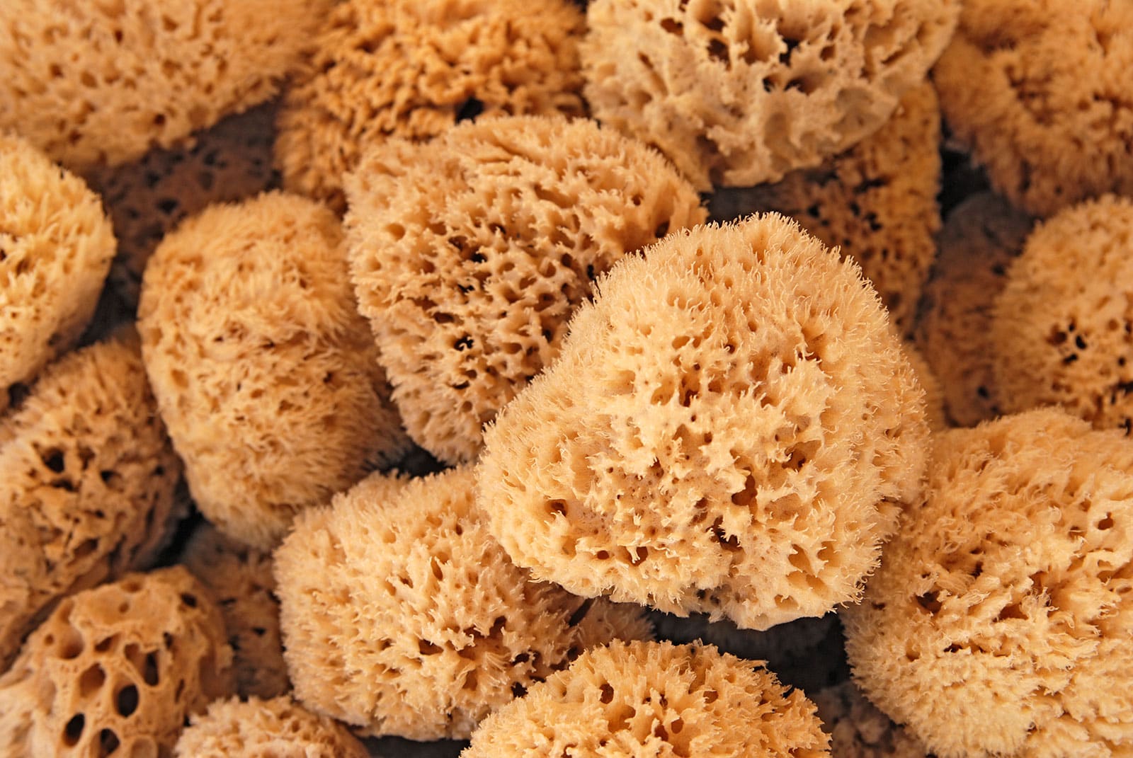 Natural sea sponges