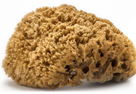 Grass Sea Sponge