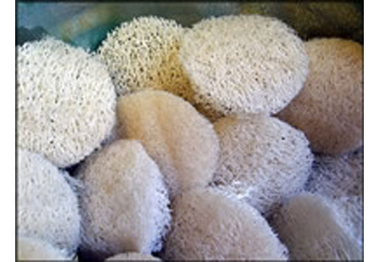 Loofah Facial Disk 10 Pack