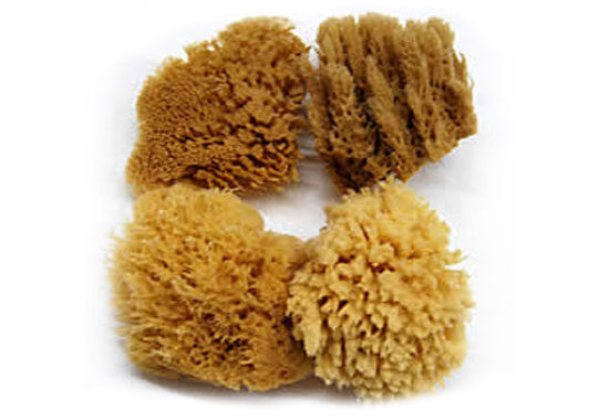 Sponge Artist Pack