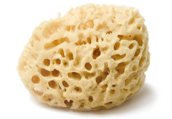 yellow-sea-sponge-limnos