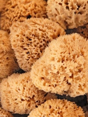 sea-sponges-limnos-florida-300x400