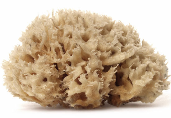 sea-wool-sponge-limnos