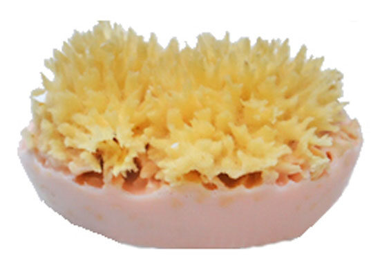 sponge-soap